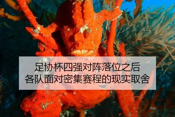 足协杯四强对阵落位之后 各队面对密集赛程的现实取舍